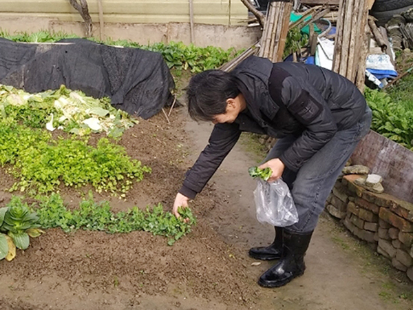 004�����������ô���ǰ�߲˰�ȫ��ҩ��鹤��20190115-1 450.jpg